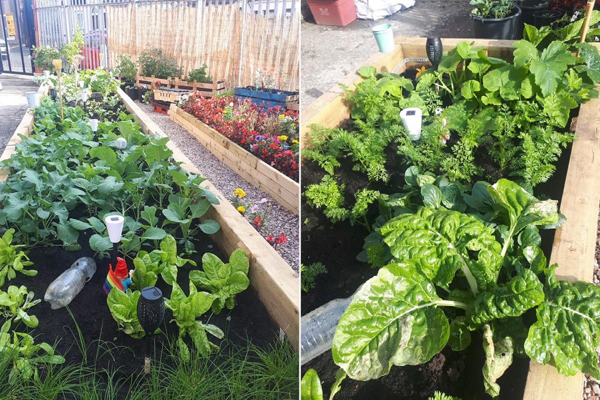 New Leaf Compost supports west Belfast gardening group to ‘green’ waste space