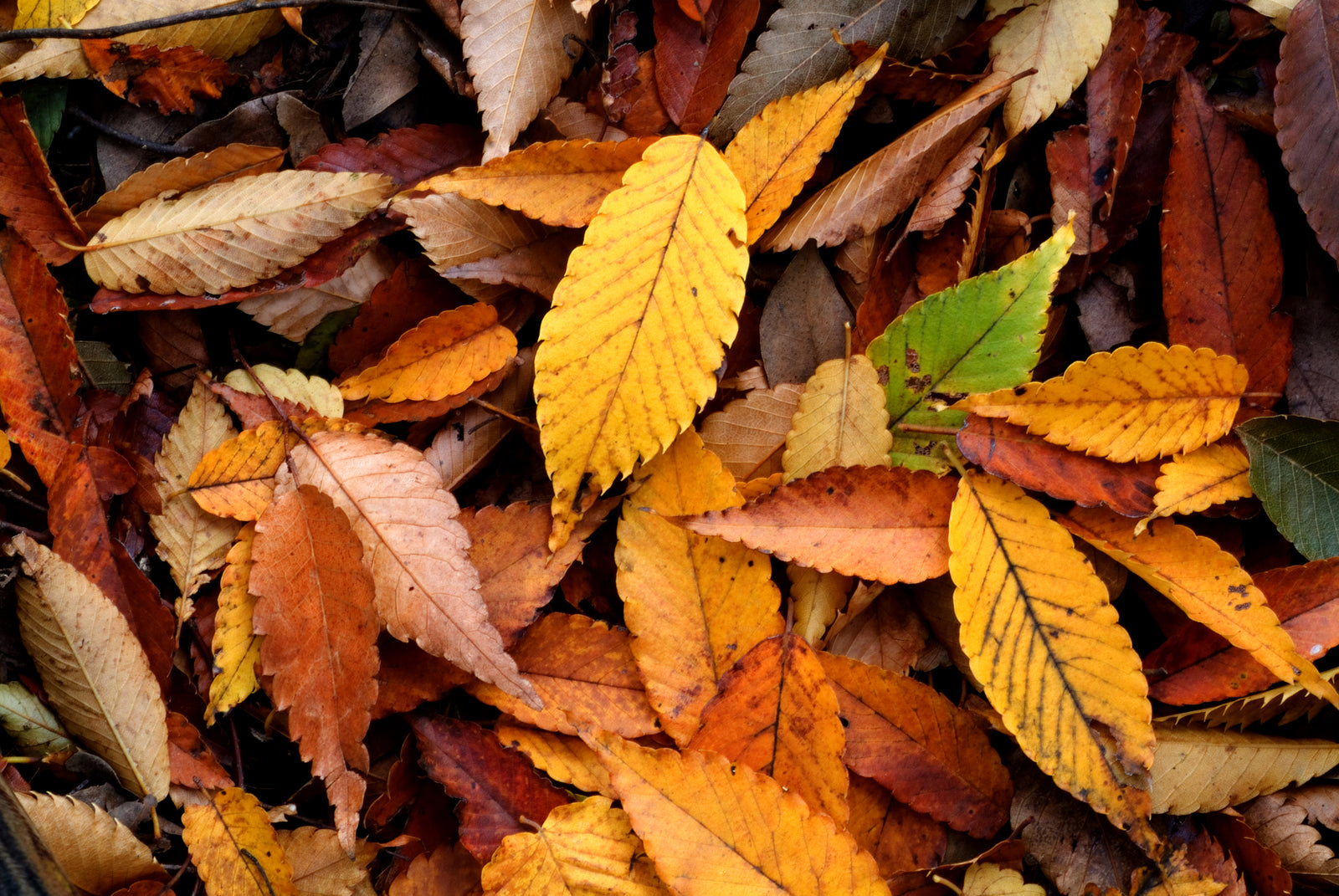 Autumn Gardening Ideas