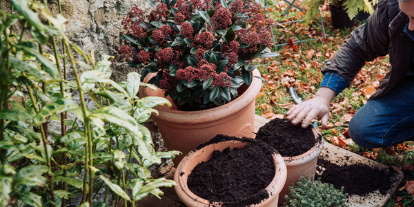 Container Gardening with New Leaf Compmost