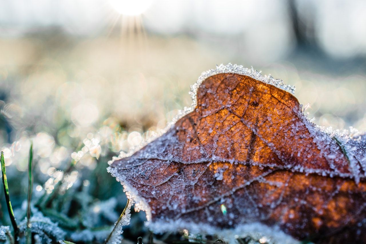Winter is here – keeping your garden in good shape