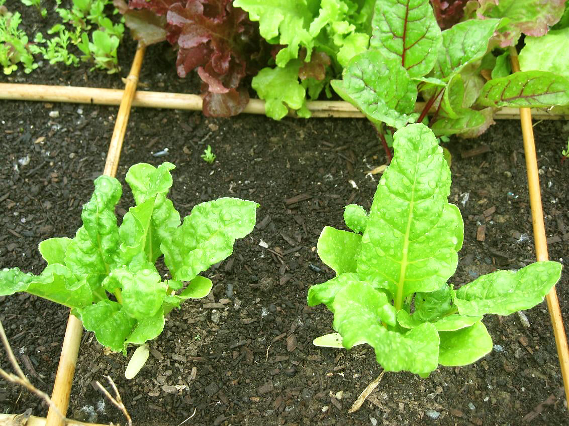 Why 'No Dig' Gardening is No Longer a Niche