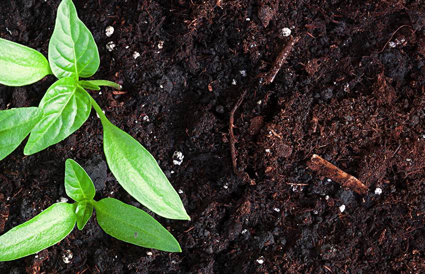 Improving Soil Health and Biodiversity