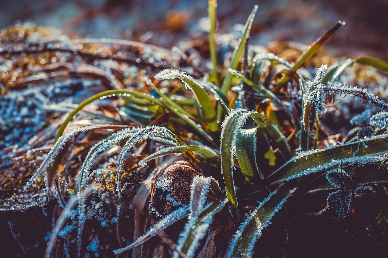 What to sow and grow in January