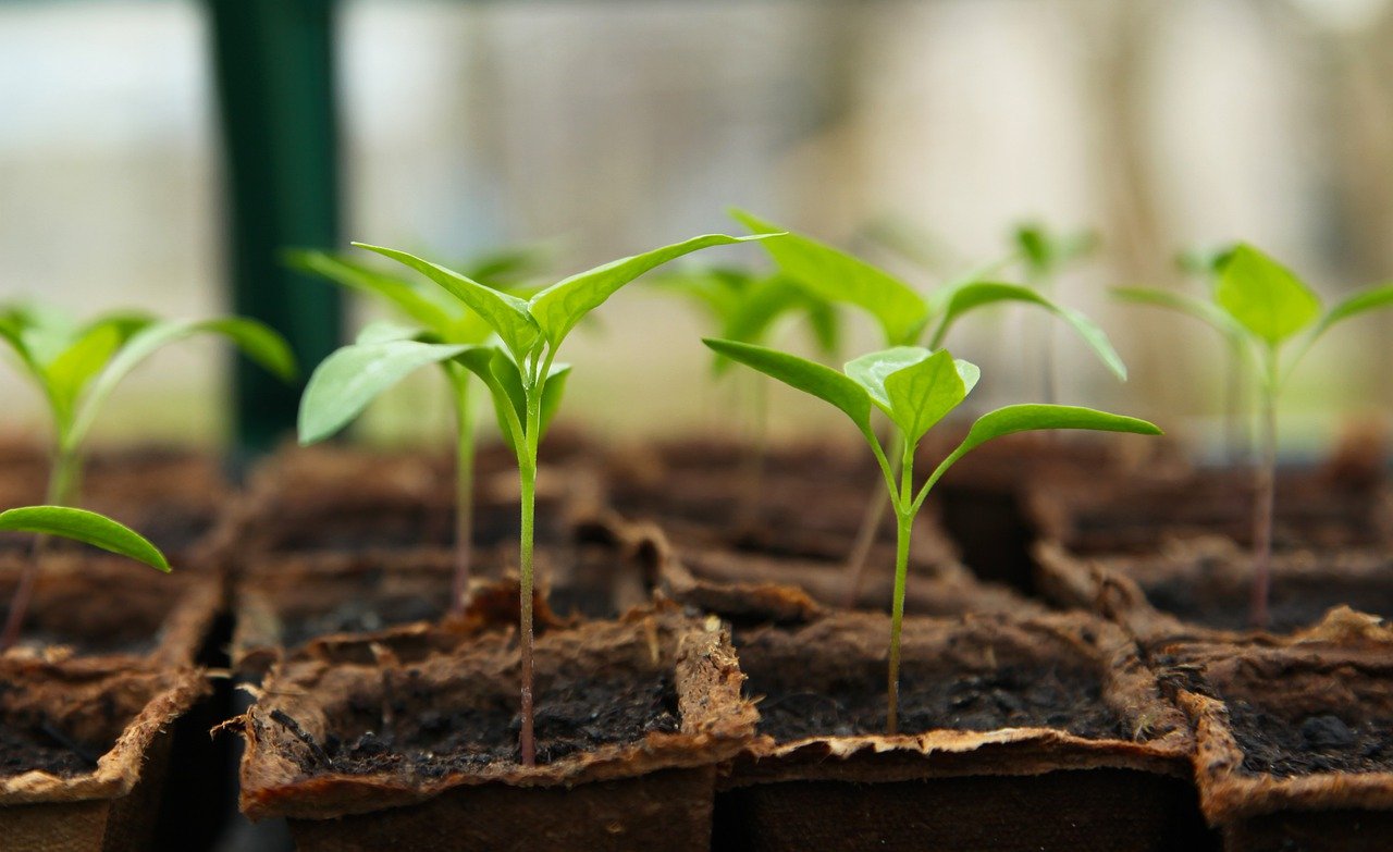 6 common gardening mistakes to avoid